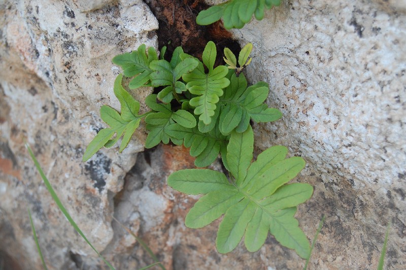 Felci dallo Zingaro: Polypodium sp. e Asplenium ceterach